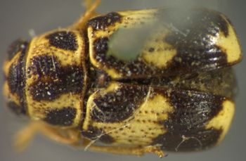 Media type: image;   Entomology 8407 Aspect: habitus dorsal view